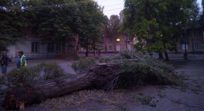 В Мелитополе огромный тополь рухнул на тротуар и оборвал провода (фото)